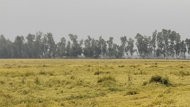 ইরি ধান নূয়ে পড়ায় ফলন বিপর্যয়ের আশংকা